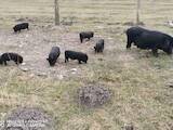 Животноводство,  Сельхоз животные Свиньи, цена 1700 Грн., Фото