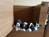 Собаки, щенки Русский спаниель, цена 9000 Грн., Фото