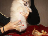 Собаки, щенята Померанський шпіц, ціна 16000 Грн., Фото