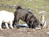 Собаки, щенята Мопс, ціна 10000 Грн., Фото