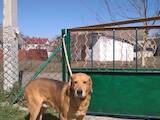 Собаки, щенки Русская борзая, цена 1000 Грн., Фото