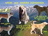 Собаки, щенки Среднеазиатская овчарка, цена 8400 Грн., Фото