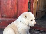 Собаки, щенки Среднеазиатская овчарка, цена 8400 Грн., Фото