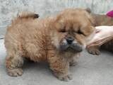 Собаки, щенята Чау-чау, ціна 6500 Грн., Фото