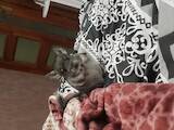 Грызуны Шиншиллы, цена 300 Грн., Фото