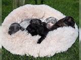 Собаки, щенята Французький бульдог, ціна 4000 Грн., Фото
