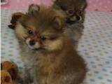 Собаки, щенки Померанский шпиц, цена 4000 Грн., Фото