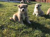 Собаки, щенки Акита-ину, цена 4000 Грн., Фото