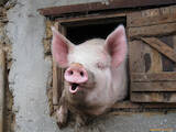 Животноводство,  Сельхоз животные Свиньи, цена 40 Грн., Фото