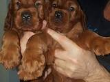 Собаки, щенята Ірландський сетер, ціна 10000 Грн., Фото
