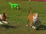Собаки, щенки Американский стаффордширский терьер, цена 14000 Грн., Фото