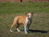 Собаки, щенята Американський стаффордширський тер'єр, ціна 14000 Грн., Фото