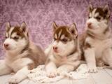 Собаки, щенята Сибірський хаськи, ціна 9500 Грн., Фото