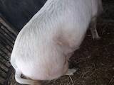 Тваринництво,  Сільгосп тварини Свині, ціна 42 Грн., Фото