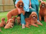 Собаки, щенки Той-пудель, цена 3000 Грн., Фото