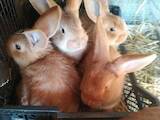 Животноводство,  Сельхоз животные Кролики, Нутрии, цена 125 Грн., Фото
