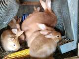 Животноводство,  Сельхоз животные Кролики, Нутрии, цена 125 Грн., Фото