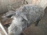 Тваринництво,  Сільгосп тварини Свині, ціна 7000 Грн., Фото