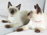 Кішки, кошенята Тайська, ціна 12500 Грн., Фото