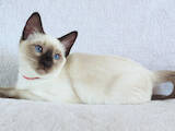 Кішки, кошенята Тайська, ціна 12500 Грн., Фото