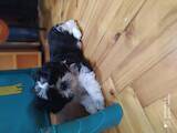 Собаки, щенята Ши-тцу, ціна 6000 Грн., Фото