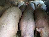Тваринництво,  Сільгосп тварини Свині, ціна 43 Грн., Фото