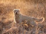 Собаки, щенки Золотистый ретривер, цена 27500 Грн., Фото