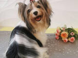 Собаки, щенки Йоркширский терьер, цена 5000 Грн., Фото