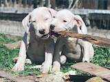 Собаки, щенки Аргентинский дог, цена 11000 Грн., Фото
