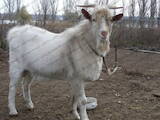 Животноводство,  Сельхоз животные Козы, цена 2500 Грн., Фото