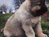 Собаки, щенята Кавказька вівчарка, ціна 6500 Грн., Фото