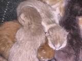 Кішки, кошенята Різне, ціна 50 Грн., Фото
