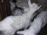 Тваринництво,  Сільгосп тварини Кози, ціна 250 Грн., Фото
