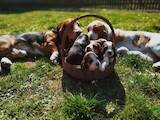 Собаки, щенята Бассет, ціна 6500 Грн., Фото