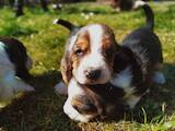 Собаки, щенки Бассет, цена 6500 Грн., Фото