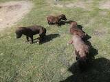 Собаки, щенки Грейхаунд, цена 1500 Грн., Фото