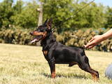 Собаки, щенята Карликовий пінчер, ціна 15000 Грн., Фото