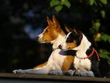 Собаки, щенки Басенджи, цена 40000 Грн., Фото