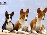 Собаки, щенята Басенджі, ціна 40000 Грн., Фото