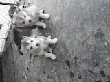 Собаки, щенки Аляскинский маламут, цена 3000 Грн., Фото