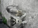 Собаки, щенки Аляскинский маламут, цена 3000 Грн., Фото