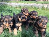 Собаки, щенки Вельштерьер, цена 6000 Грн., Фото