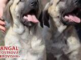 Собаки, щенки Турецкий кангал, цена 25000 Грн., Фото