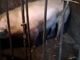 Животноводство,  Сельхоз животные Свиньи, цена 80 Грн., Фото