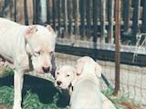 Собаки, щенята Аргентинський дог, ціна 11000 Грн., Фото