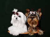 Собаки, щенки Йоркширский терьер, цена 45000 Грн., Фото