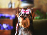 Собаки, щенки Йоркширский терьер, цена 45000 Грн., Фото