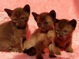 Кошки, котята Бурма, цена 18200 Грн., Фото