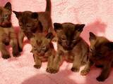 Кошки, котята Бурма, цена 18200 Грн., Фото