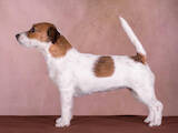 Собаки, щенята Джек Рассел тер'єр, ціна 24500 Грн., Фото